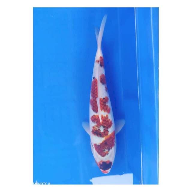 Goromo30cm
