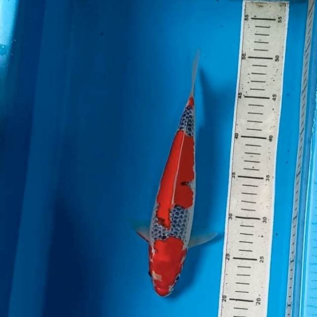 Goshiki Female 29 cm