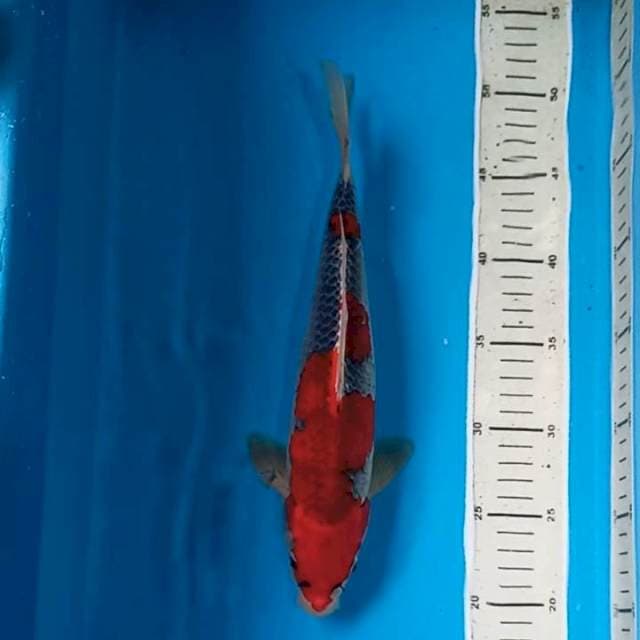 Goshiki Male 30 cm