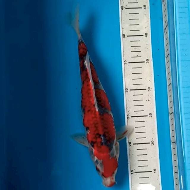 Goshiki Female 32 cm