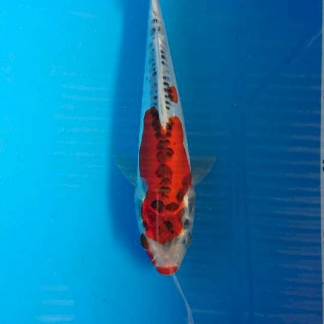 Kiko ucibeni 23cm