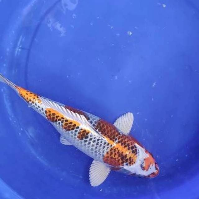 Kujaku 35cm