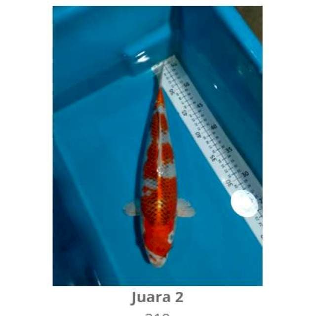 Kujaku + serti juara 2 jember koi show