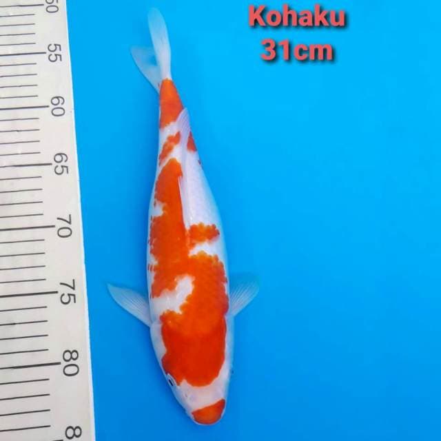 Kohaku 31cm