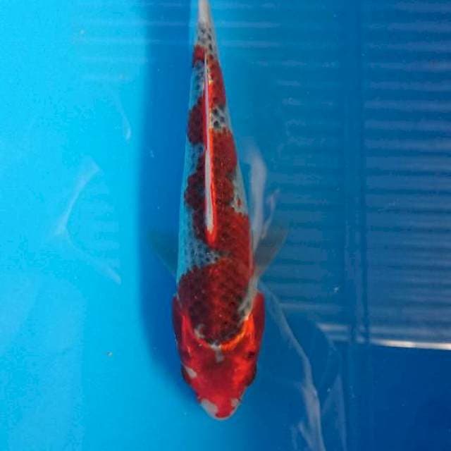 Ghosiki Inazuma 20cm
