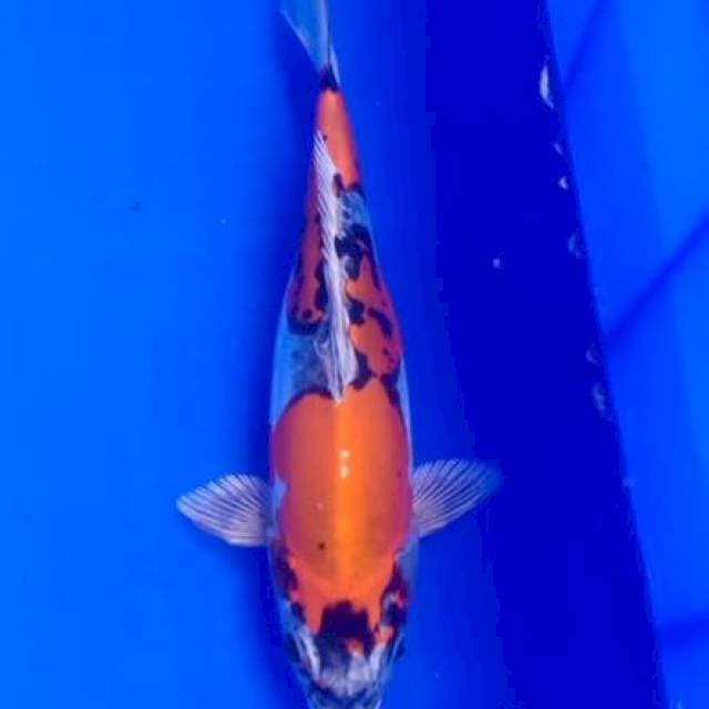 Kiko 26cm
