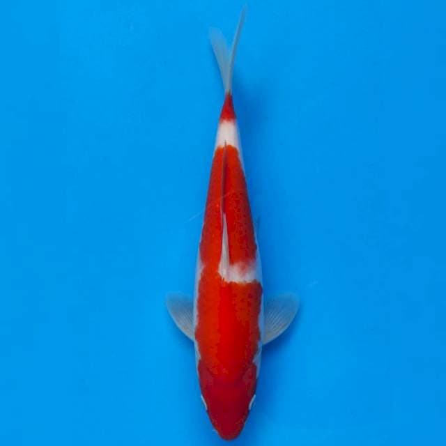 Maruhiro Kohaku
