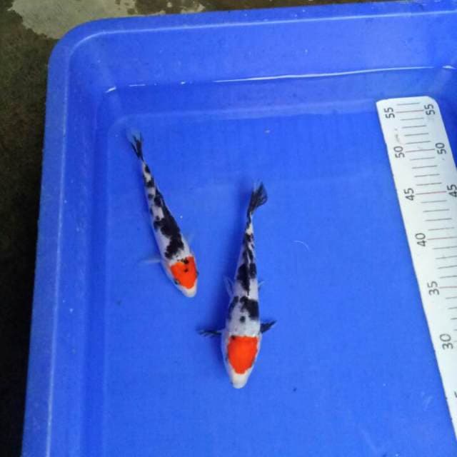 Original Lelang ulang 16-19 cm