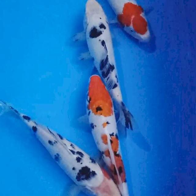 Mix, kohaku Shiro beko