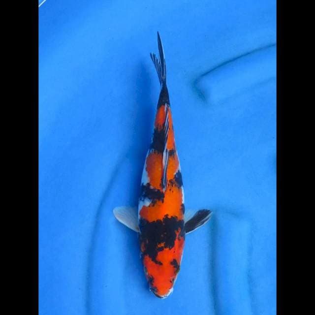 Showa 30cm