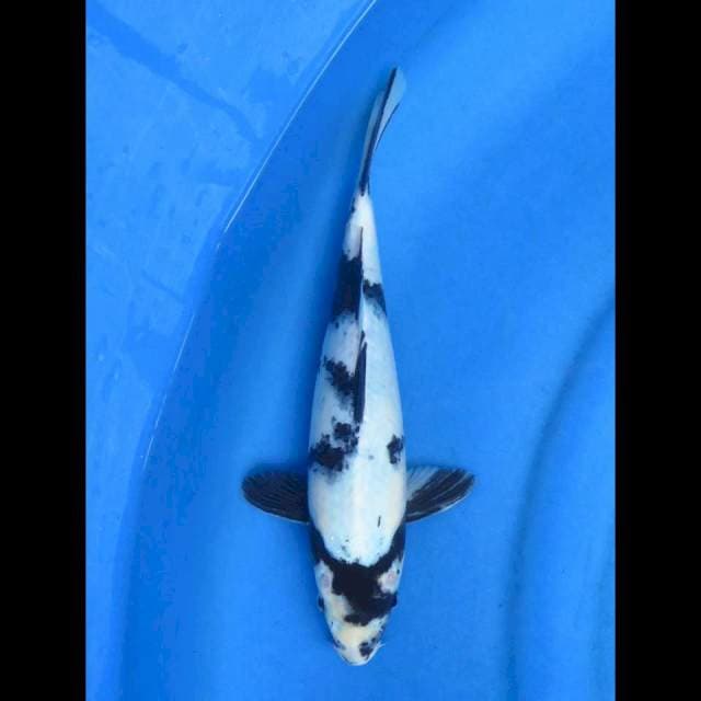 30cm shiro utsuri