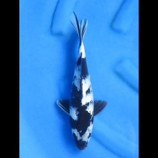 Shiro 30cm