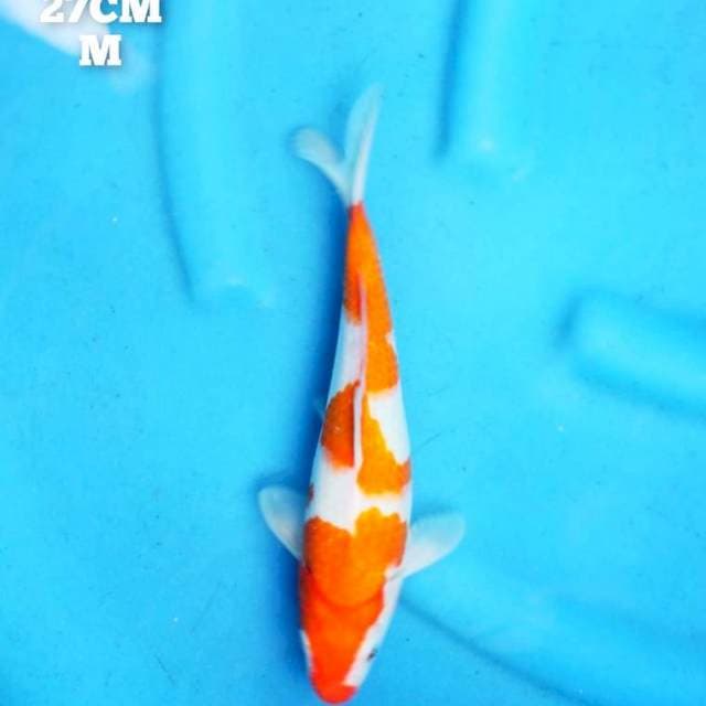 kohaku