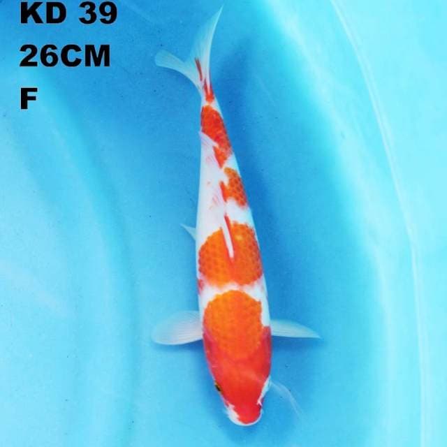 kohaku F1