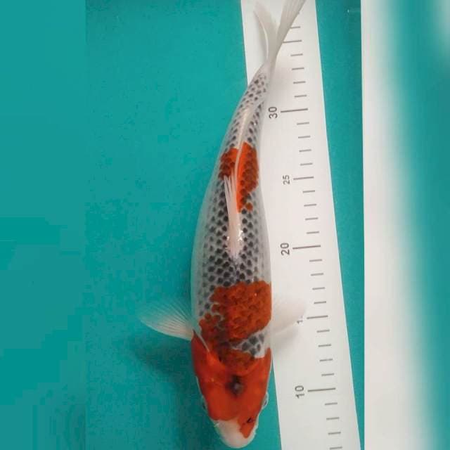 Goshiki Strong 31cm