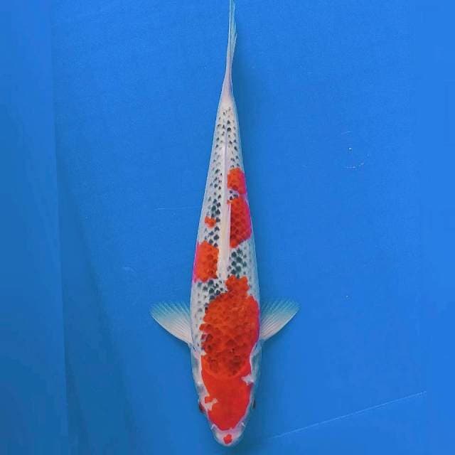 Goshiki Strong 28cm Male