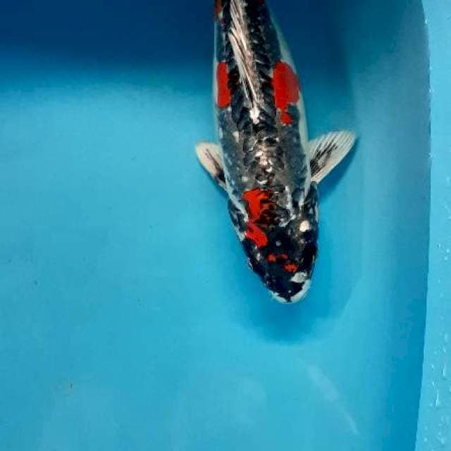 BB 02_ benikikokuryu 35cm