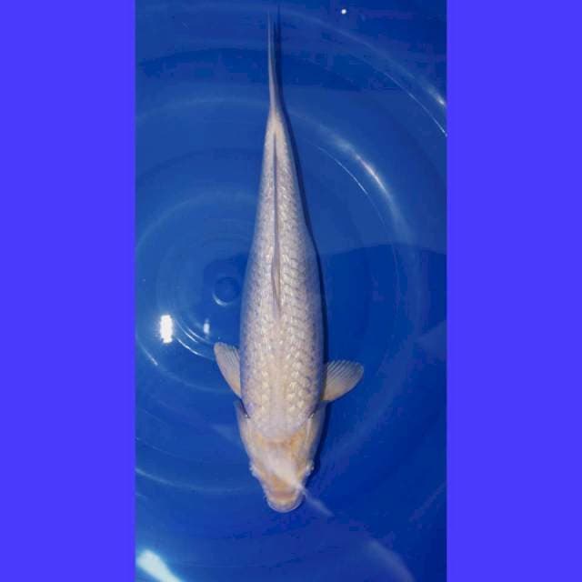Platinum Gindrin full 39cm body joss