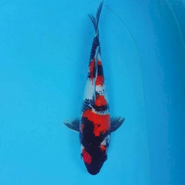 MARUTEN SHOWA 32CM