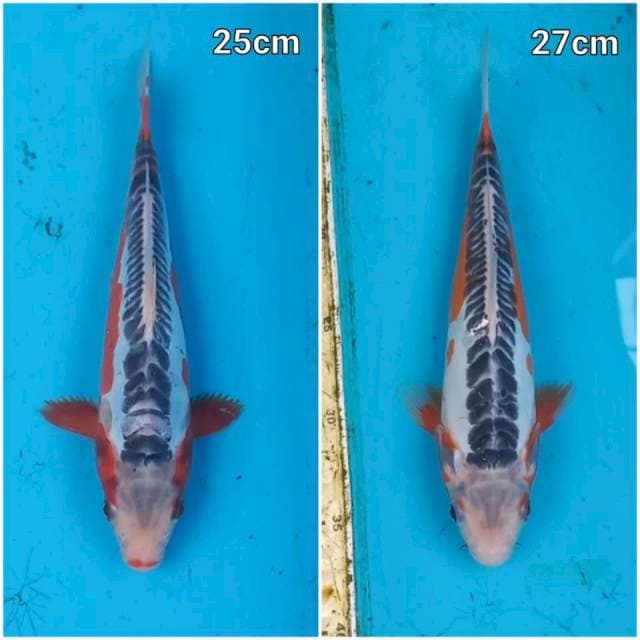 Shusui 25-27cm