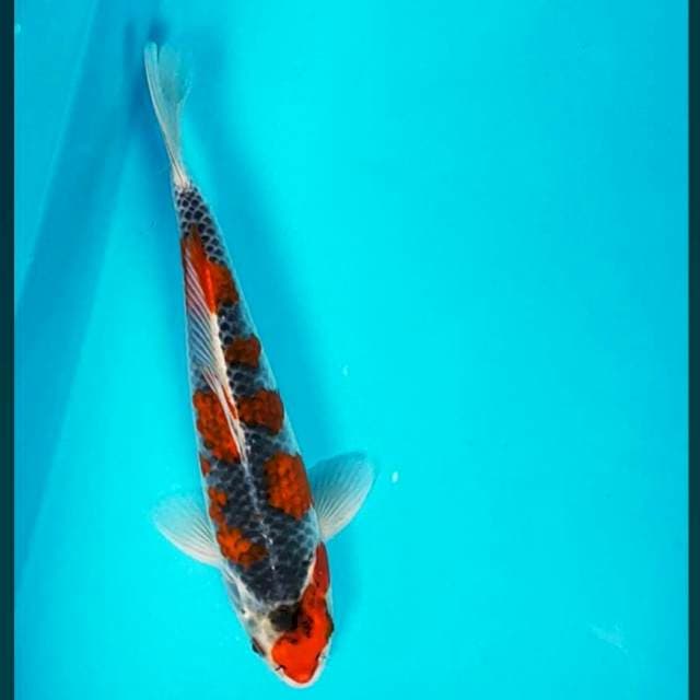 Goshiki strong 27cm male
