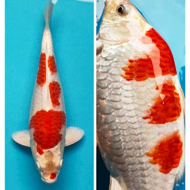 Kikushui punuk 27cm male