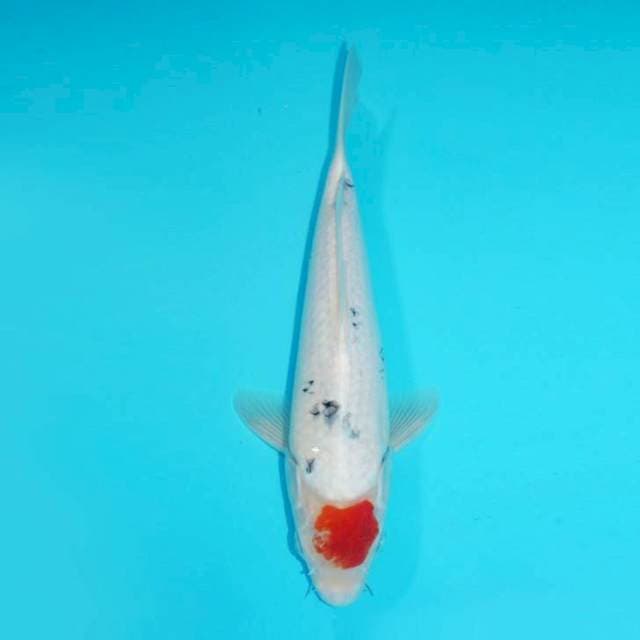 TANCHO SANKE, 30CM FEMALE