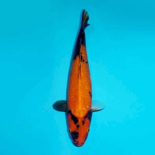HIU, 33CM FEMALE
