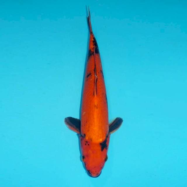 HIU, 35CM MALE