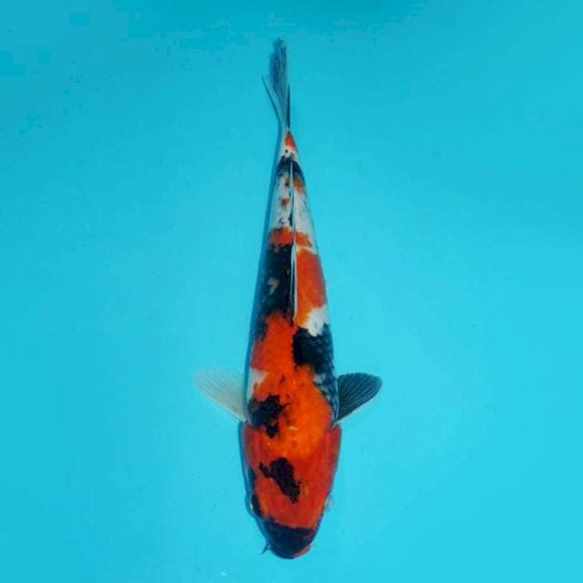 SHOWA, 30CM MALE