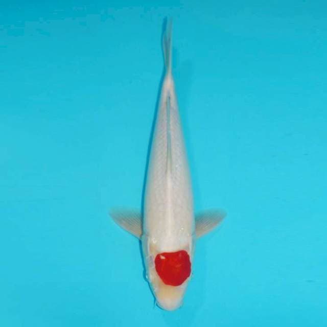 TANCHO KOHAKU, 35CM MALE