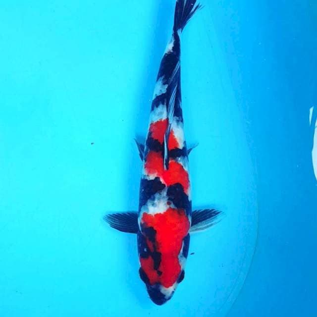 ORIGINAL SHOWA 32CM