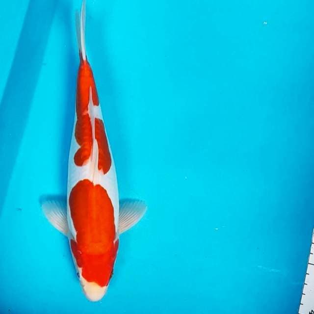 Kohaku doit strong 28cm male