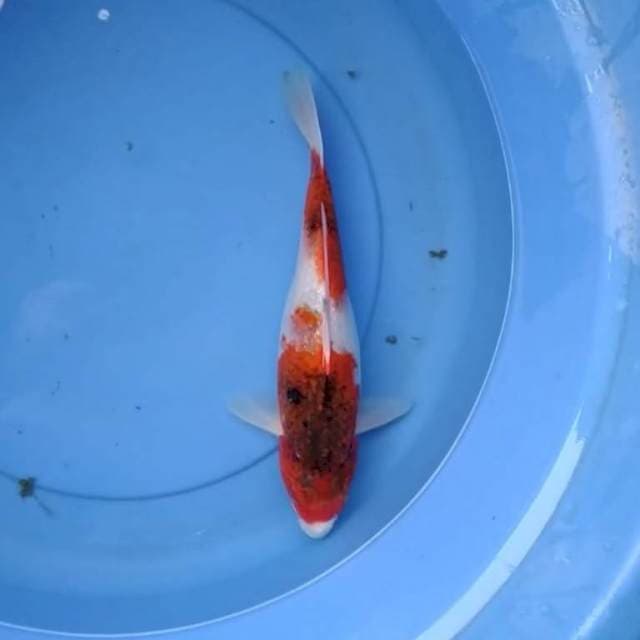 Goromo