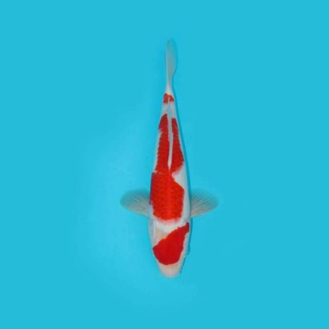 RED KOHAKU SUSPECT MALE