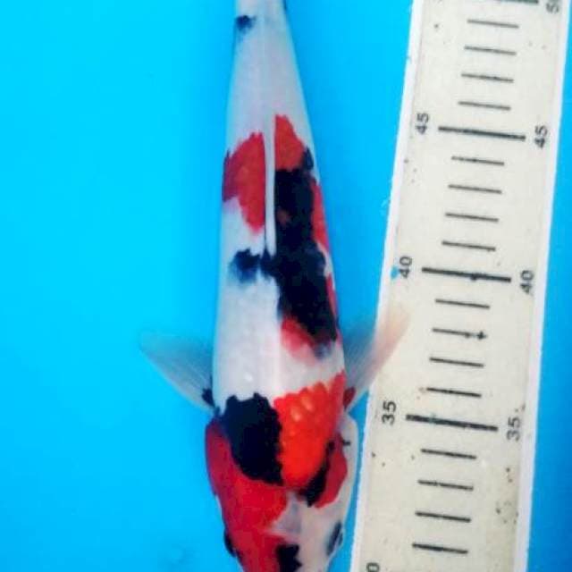 showa 28 cm male