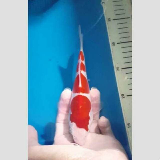 ʍҽղԵҽɾҽղց! ҡօհɑҡմ 25cm