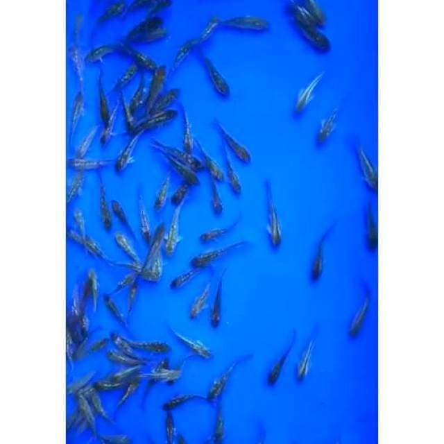 BABY SORAGOI FULL GINRIN, 7 - 8 Cm (100 Ekor)