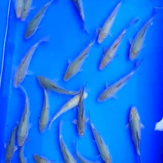 SORAGOI 13 - 14 Cm, 25 Ekor