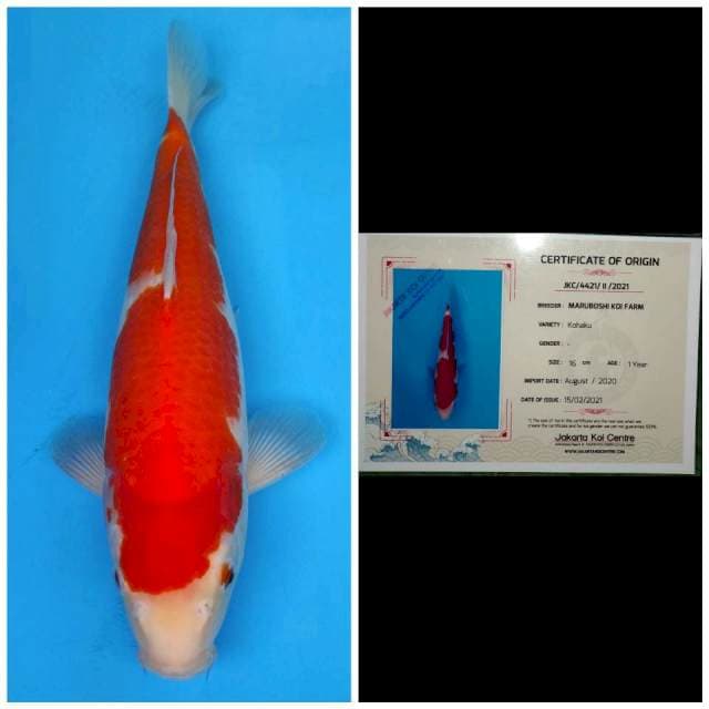 Maruboshi Kohaku