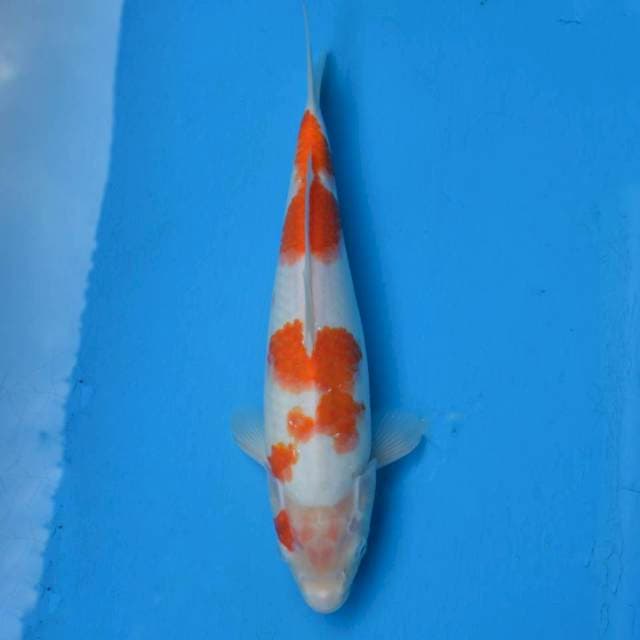 Kohaku F1, calon Jumbo..!!