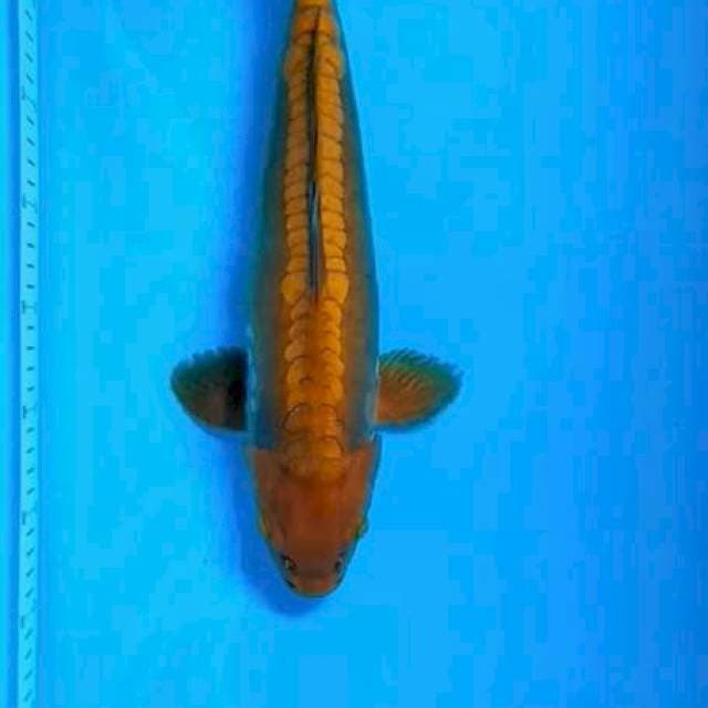 Cagoi aragoke rapi