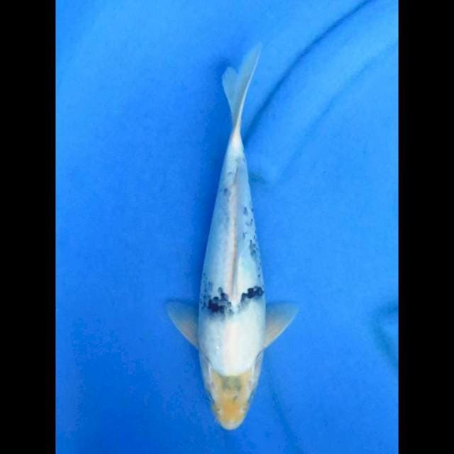 Shiro male 28cm