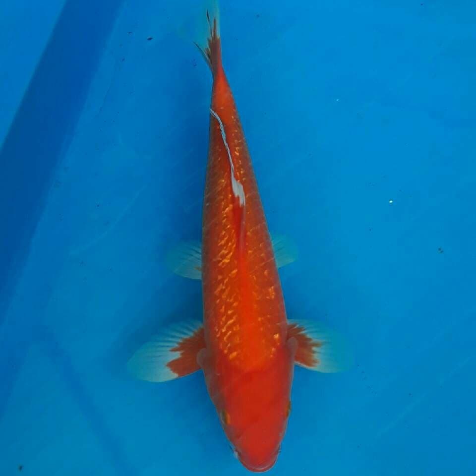 Aka hajiro ginrin