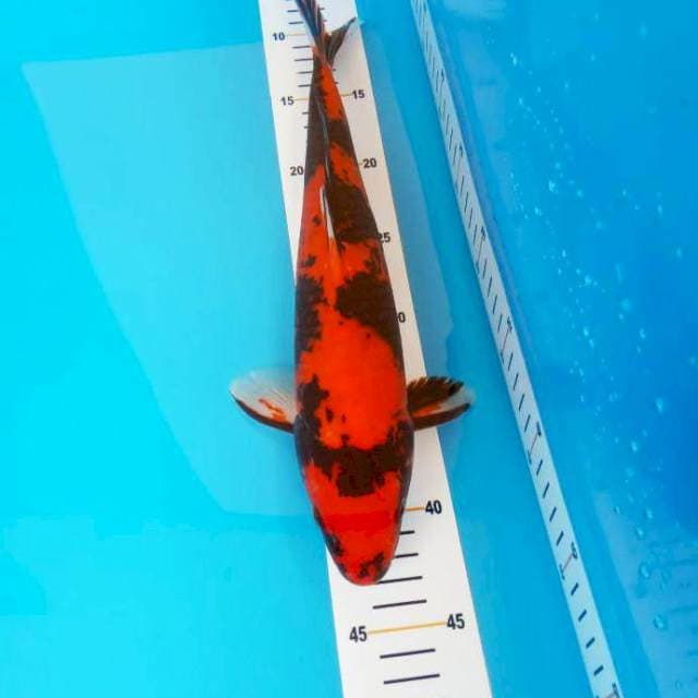 Hi showa male 35cm