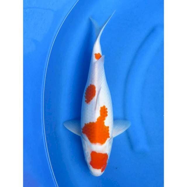 Jumbo Kohaku - 41cm