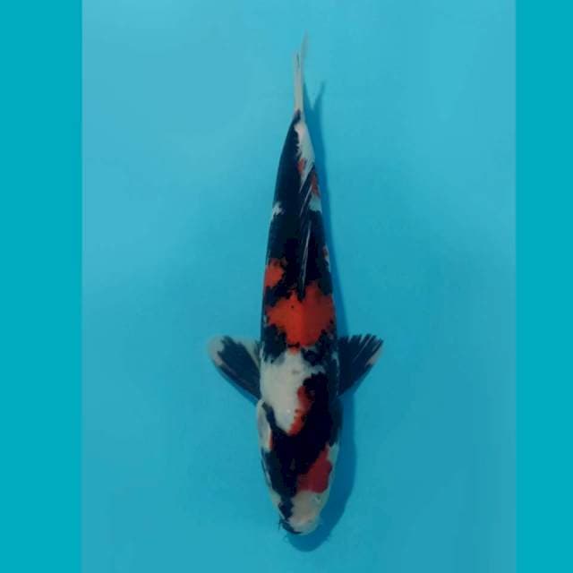 KINDAI SHOWA 32CM