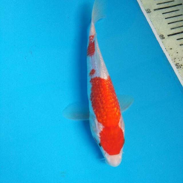 KOHAKU GINDRIN