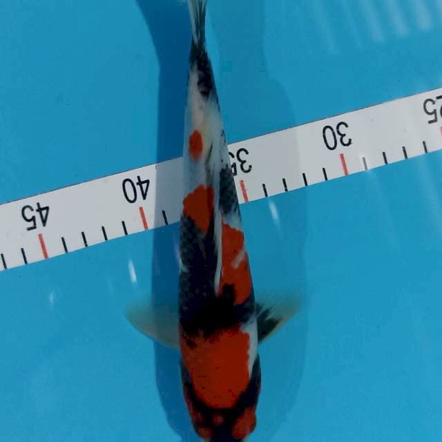 Showa 25 cm male