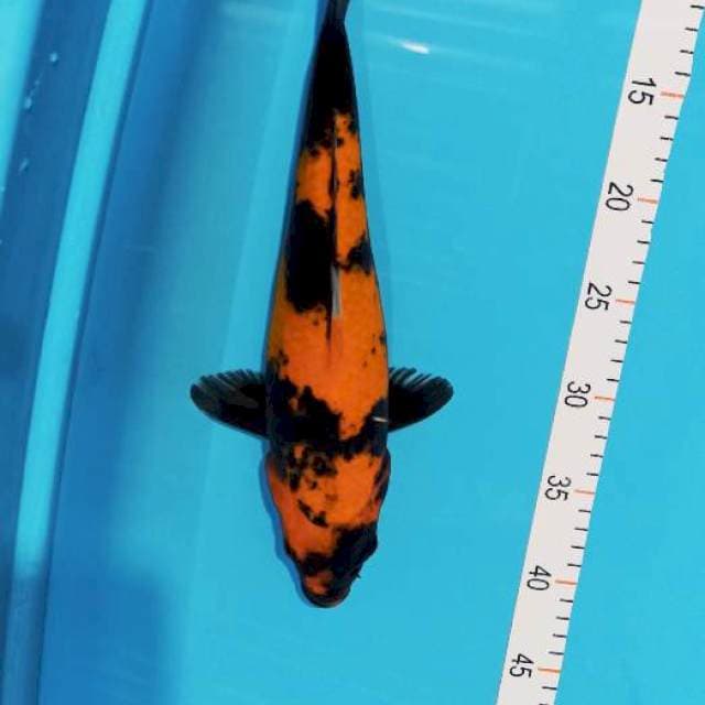 Hi showa 34 cm female